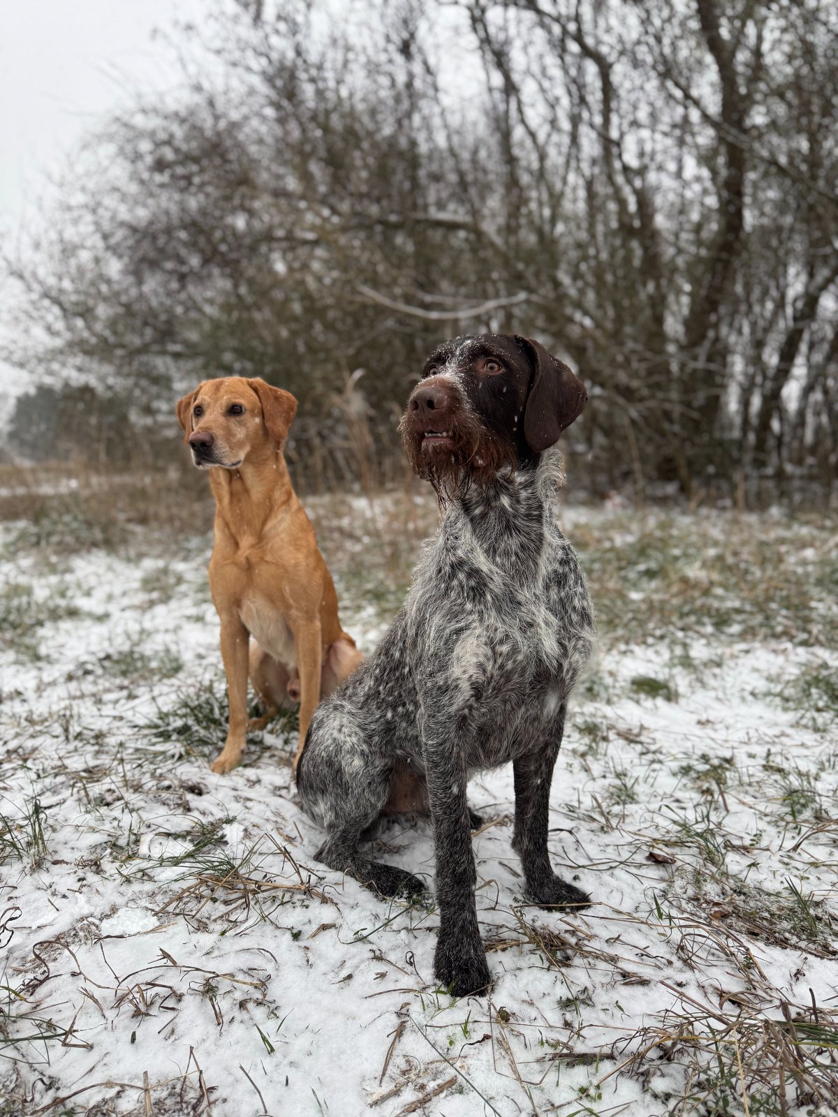 A red lab and a wirehaired pointer sitting in a field