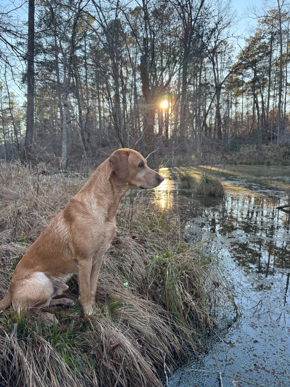 A lab watching the water at first light