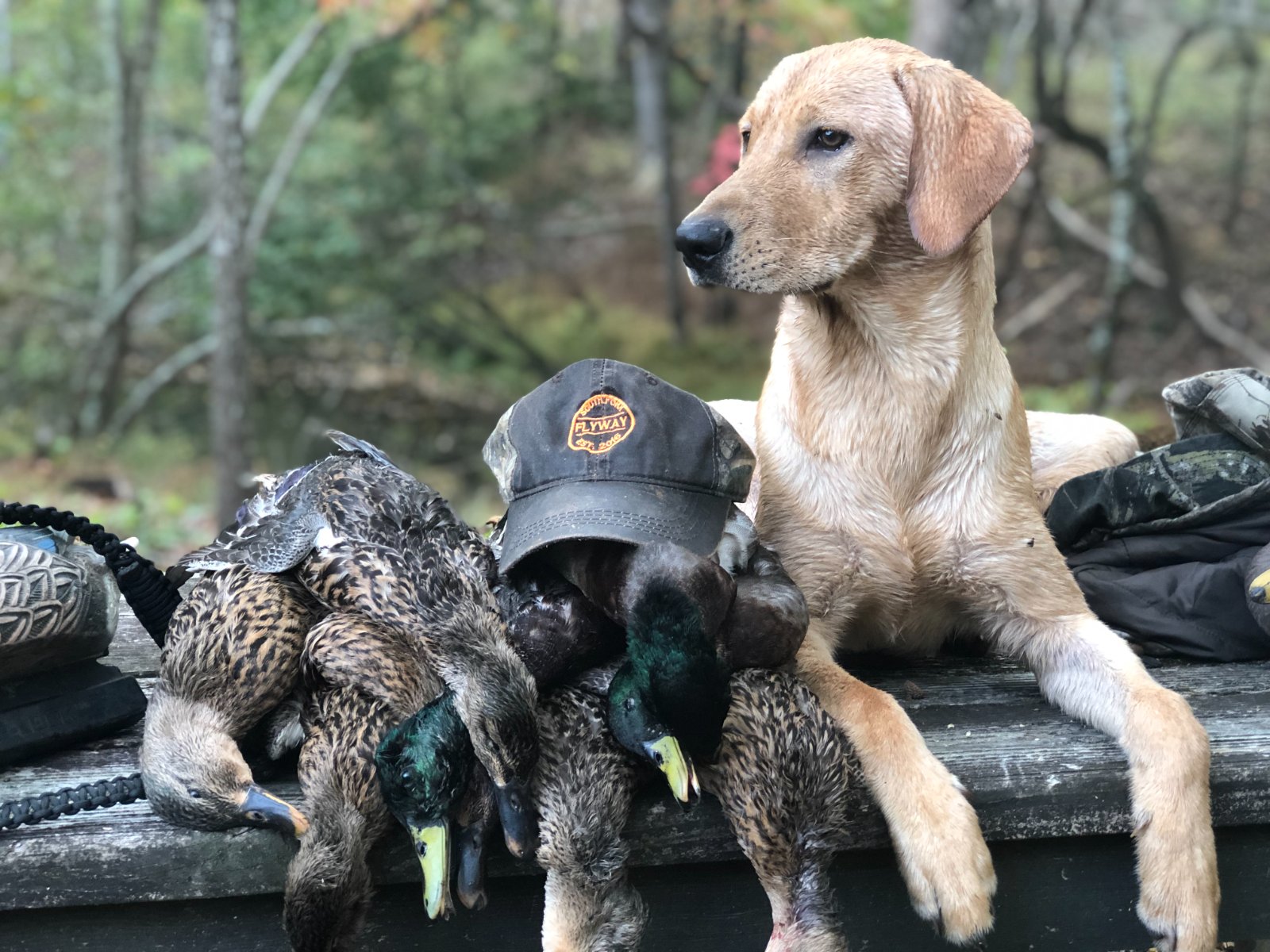 A lab resting beside the birds