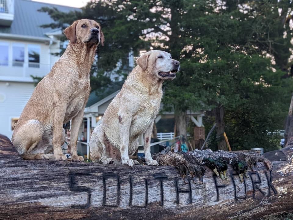 Two labs on the South Fork log