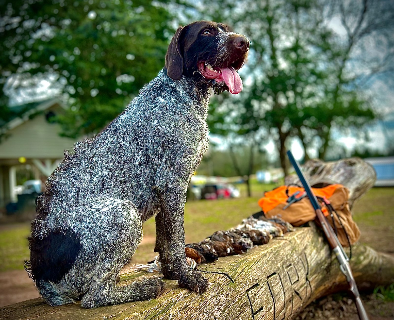 A wirehaired pointer on the South Fork log beside the day&rsquo;s birds
